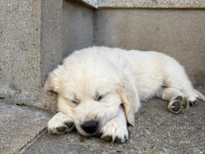 IKC Registered (pending) Golden Retriever puppies in Wexford