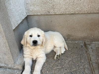 IKC Registered (pending) Golden Retriever puppies in Wexford