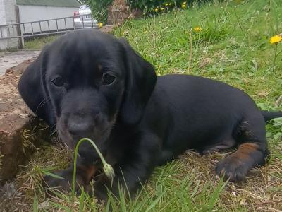 Standard Dachshund puppies for sale in Cork 0852422811
