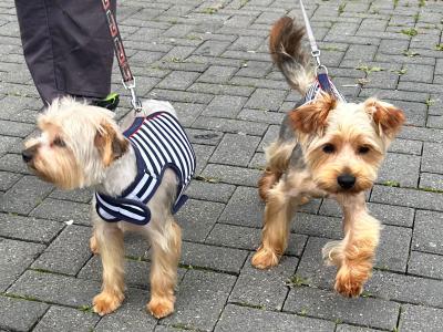 Yorkshire Terrier pups in Louth