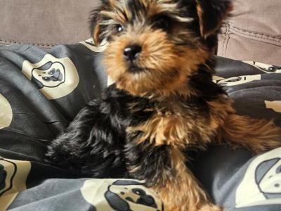 Yorkshire Terrier pups in Louth