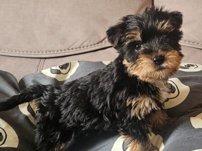 Yorkshire Terrier puppies in Louth