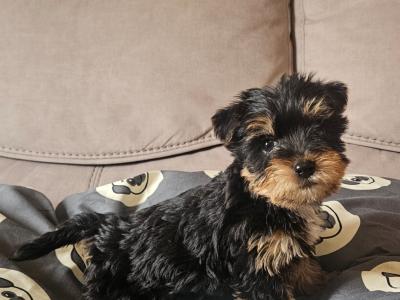 Yorkshire Terrier pups in Louth