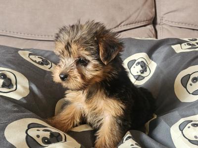 Yorkshire Terrier pups in Louth