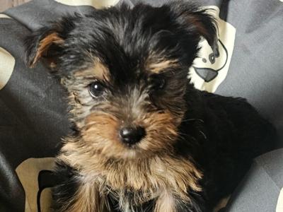 Yorkshire Terrier pups in Louth
