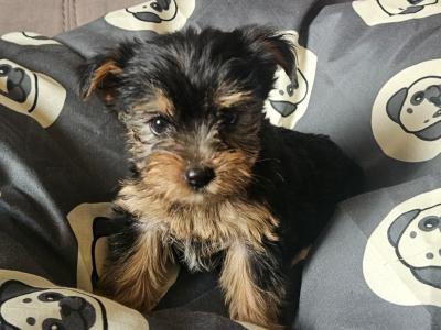 Yorkshire Terrier puppies in Louth