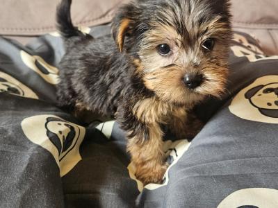 Yorkshire Terrier pups in Louth