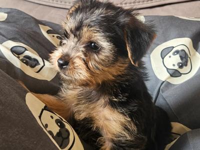 Yorkshire Terrier pups in Louth