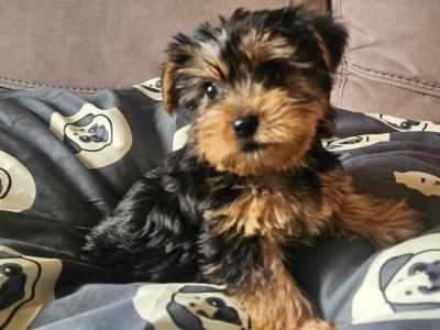 Yorkshire Terrier pups in Louth
