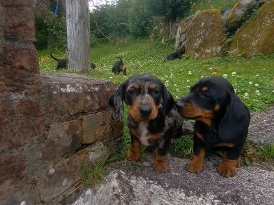 Standard Dachshund puppies for sale in Cork 0852422811