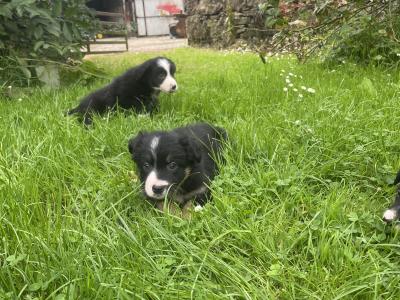 Lovely Border Collie puppies for sale in Roscommon