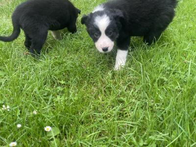 Lovely Border Collie puppies for sale in Roscommon