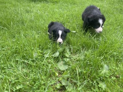 Lovely Border Collie puppies for sale in Roscommon