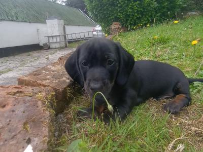 Standard Dachshund puppies for sale in Cork 0852422811