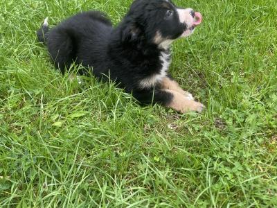 Lovely Border Collie puppies for sale in Roscommon