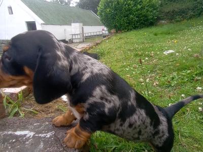 Standard Dachshund puppies for sale in Cork 0852422811