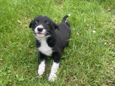 Lovely Border Collie puppies for sale in Roscommon
