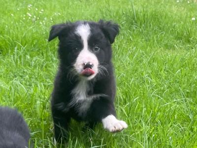 Lovely Border Collie puppies for sale in Roscommon