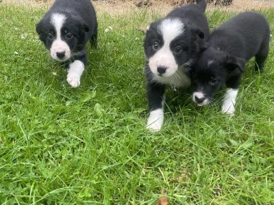 Lovely Border Collie puppies for sale in Roscommon