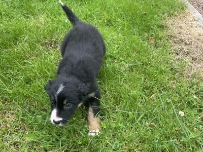 Lovely Border Collie puppies for sale in Roscommon