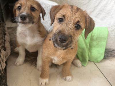 ✨Jack Russell puppies for sale in Cork ✨