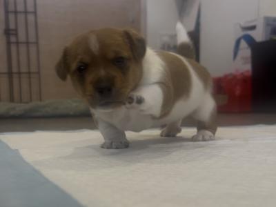 Stunning male Jack Russell puppy in Laois