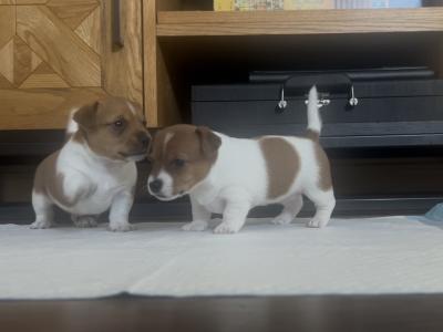 Stunning male Jack Russell puppy in Laois