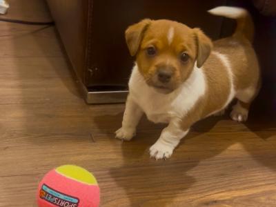 Stunning male Jack Russell puppy in Laois