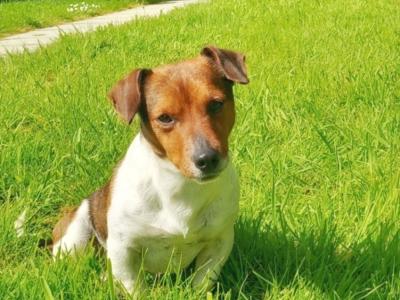 Stunning male Jack Russell puppy in Laois