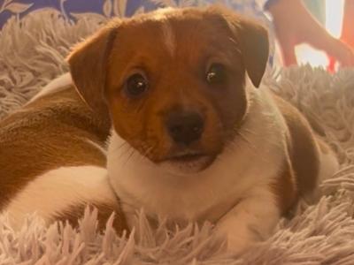 Stunning male Jack Russell puppy in Laois