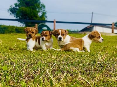 Stunning male Jack Russell puppy in Laois