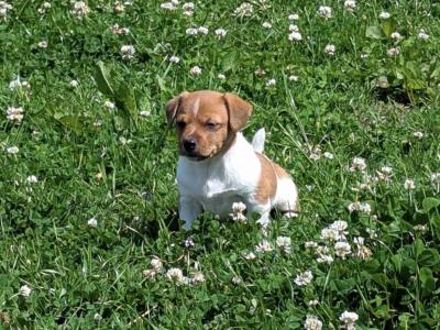 Stunning male Jack Russell puppy in Laois