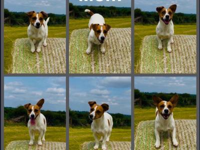 Stunning male Jack Russell puppy in Laois