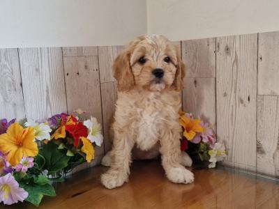 Vet checked, Child Friendly Cavachon puppies in Limerick