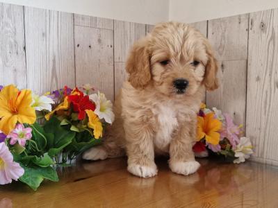 Vet checked, Child Friendly Cavachon puppies in Limerick