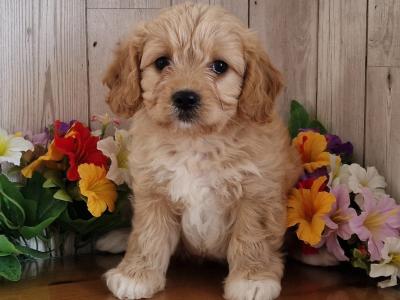 Vet checked, Child Friendly Cavachon puppies in Limerick