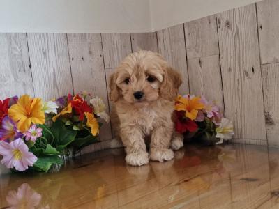 Vet checked, Child Friendly Cavachon puppies in Limerick