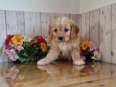 Vet checked, Child Friendly Cavachon puppies in Limerick