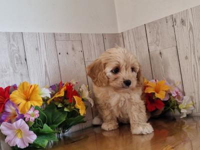 Vet checked, Child Friendly Cavachon puppies in Limerick