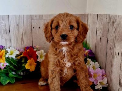 Vet checked, Child Friendly Cavapoo puppies in Limerick