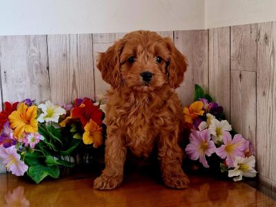 Vet checked, Child Friendly Cavapoo puppies in Limerick