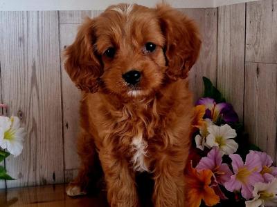 Vet checked, Child Friendly Cavapoo puppies in Limerick