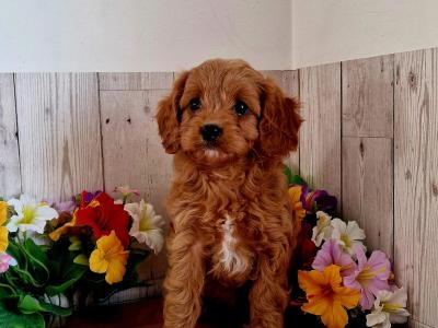 Vet checked, Child Friendly Cavapoo puppies in Limerick