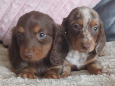 Beautiful miniature Dachshund puppies for sale in Dublin