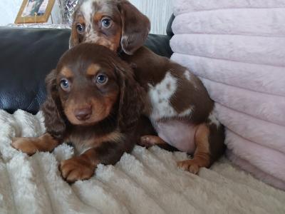 Beautiful miniature Dachshund puppies for sale in Dublin