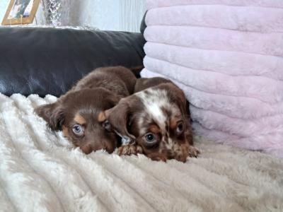 Beautiful miniature Dachshund puppies for sale in Dublin