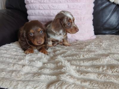Beautiful miniature Dachshund puppies for sale in Dublin