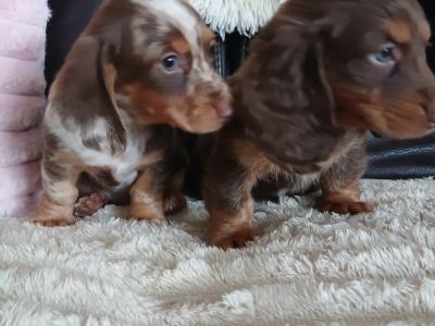 Beautiful miniature Dachshund puppies for sale in Dublin