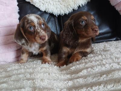 Beautiful miniature Dachshund puppies for sale in Dublin