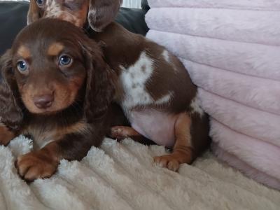 Beautiful miniature Dachshund puppies for sale in Dublin